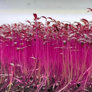 Seme mikrobilja Amarant (organsko)Amaranthus tricolour-Berba 8-12 dana...