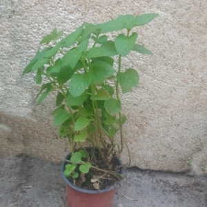 Nana Mojito(sadnica sa slike)-Nezamenjiva za koktele..