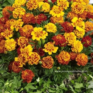 Champion mix Kadifa (50+ sem)..