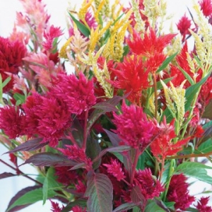 Celosia Pampas mix-Ulepasace veliki deo vase baste bez posebnih zahteva(jednom posejano,uvek prisutno u vasoj basti)....