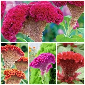 Petlova kresta (Celosia argentea cristata) mix- 30cm niska dekorativna biljka..
