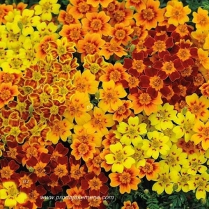 Kadifa (200+ semena)Exclusive Starfire Tagetes mix-Cvetna paleta boja za mirisnu bastu..