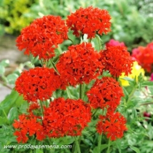 Lychnis Scarlet (malteski krst)-Visegodisnja cvetnita..