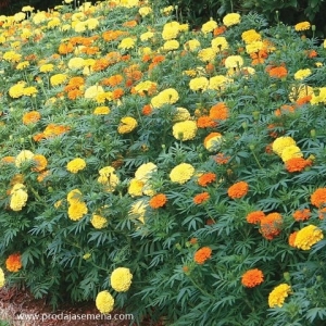 Visoka kadifa mix punih cvetova (Tagetes erecta mix)....