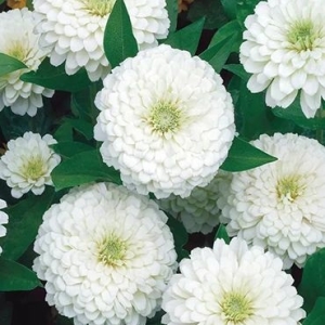 Bela Cinija Gigante (Zinnia elegans)...