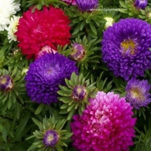 Lepa Kata (Aster) Mini.....