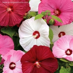 Mocvarni Hibiskus mix-Krupni i veoma lepi cvetovi trajnice.