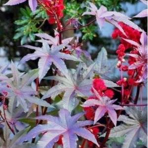 Ricinus-Communis (seme)..