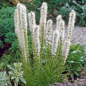 Liatris Beli (1 lukovica)..