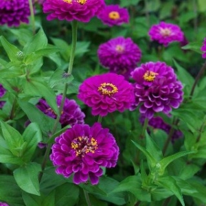 Violet Cinija (lepi covek) ....
