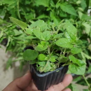 Sadnica,Origano-Origanum vulgare (biljka dobro ukorenjena,sa vise izdanika)-Visegodisnji mirisni zacin..