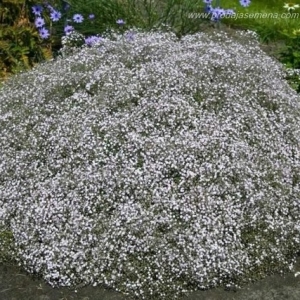 Slajer Beli -Gypsophila paniculata (visegodisnji)…