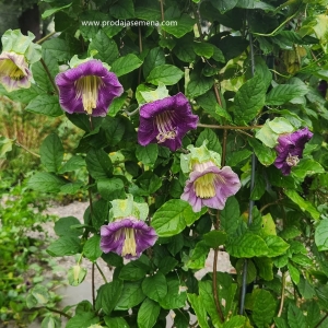 Kobeja (Cobaea scandens )-Penjacica veoma krupnih,zvonastih cvetova.