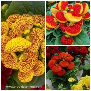 Papucica Cvet (Calceolaria×herbeohibrida)-Sobna biljka