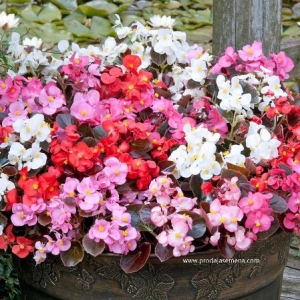 Begonia (seme ) Semperflorens -Bastenska ili sobna biljka prelepih cvetova.