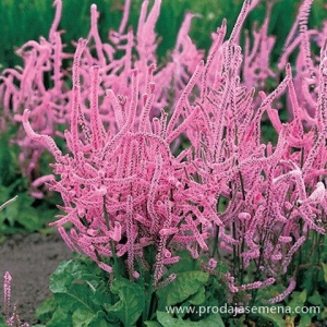 Ruska Statica Pink-Odlicna za suve bukete.