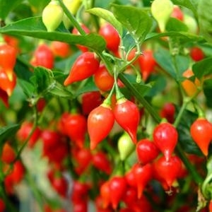Chilli Suzice (vrlo malo ljute)-Veoma dekorativna i rodna papricica.