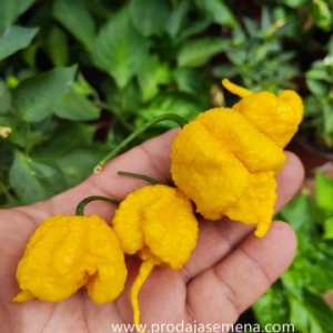 Carolina Reaper Lemon-Ekstremna ljutina + odlicna aroma.