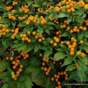 Charapita Chili grm (i do 100.000 shu)- Ukus habanera,mnogorodna,Originalna verzija....